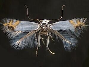 Lyonetiidae sp.