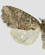 Cherokeea attakullakulla