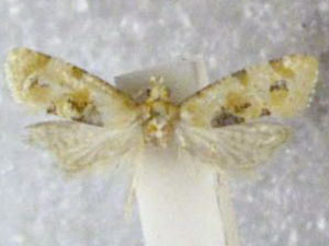 Spinipogon harmozones