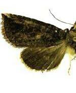 Elasmia mandela