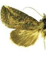 Elasmia mandela