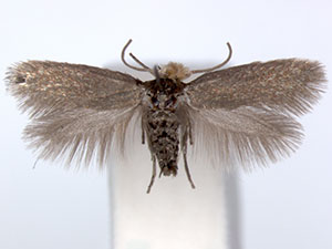 Ectoedemia populella