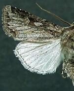 Euxoa brevipennis