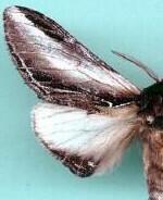Pheosia rimosa