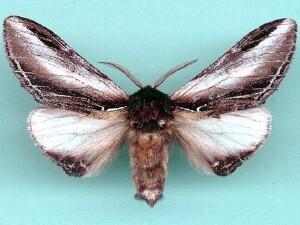 Pheosia rimosa