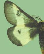 Hemileuca nevadensis