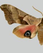 Smerinthus cerisyi