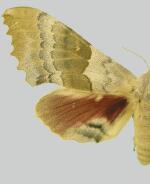Pachysphinx occidentalis
