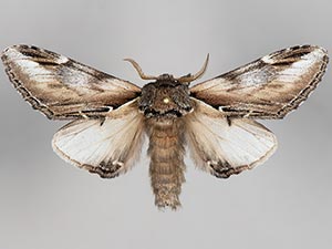 Pheosia californica