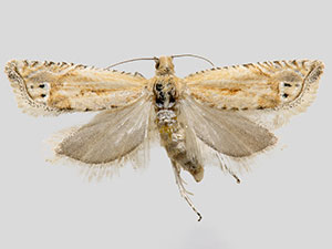 Eucosma stramineana