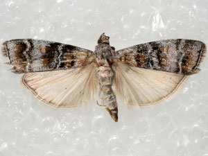 Dioryctria westerlandi