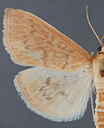 Framinghamia helvalis