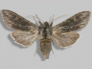 Cucullia comstocki