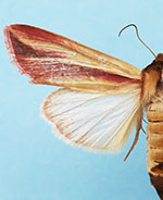 Dargida rubripennis
