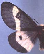 Hemileuca maia