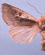 Meropleon cosmion