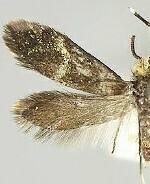 Eriocraniella xanthocara