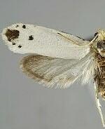 Tegeticula maculata