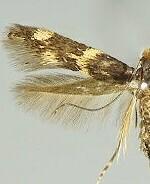 Oinophila v-flava