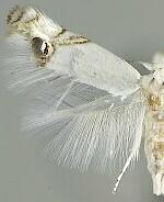 Paraleucoptera heinrichi