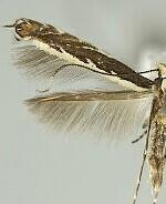 Micrurapteryx salicifoliella
