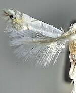 Phyllocnistis vitifoliella