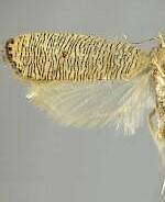 Psilocorsis cirrhoptera