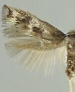 Perittia cygnodiella