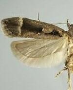 Pseudochelaria arbutina