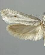 Ypsolopha angelicella
