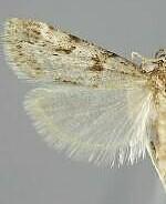 Scoparia palloralis