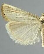 Agriphila plumbifimbriellus