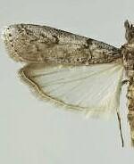 Ozamia fuscomaculella