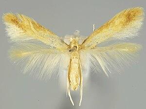 Coptotriche consanguinea