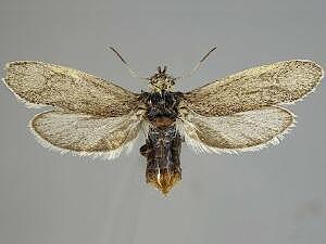 Tegeticula synthetica