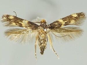 Oinophila v-flava