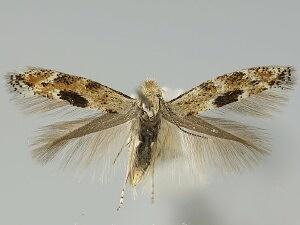 Bucculatrix sexnotata