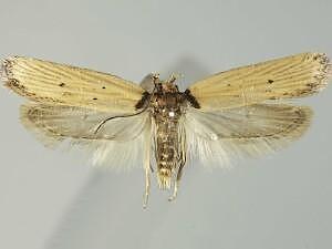 Exaeretia gracilis