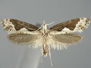 Eidophasia albidorsella