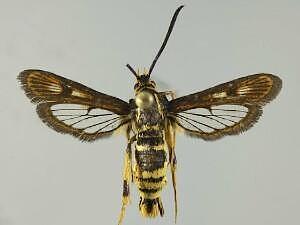Synanthedon bibionipennis
