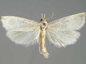 Haimbachia arizonensis