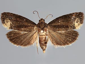 Ecdytolopha nigrita