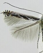 Lyonetia prunifoliella