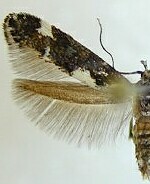 Mompha albapalpella