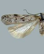 Carpatolechia belangerella