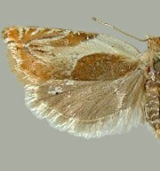 Ancylis fuscociliana