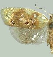 Acleris semipurpurana