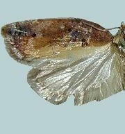 Acleris robinsoniana