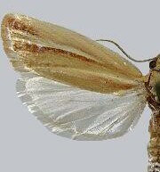 Argyrotaenia coconinana