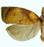 Sparganothis flavibasana